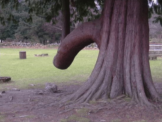 Erected-Tree.png