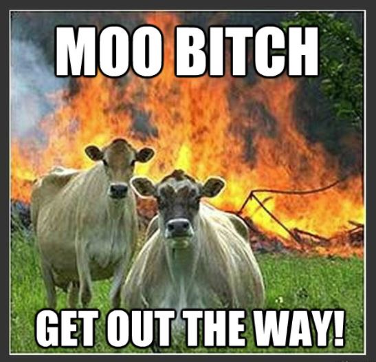 moo.JPG