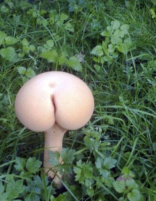 Mushrooms-Butt-hole.jpg