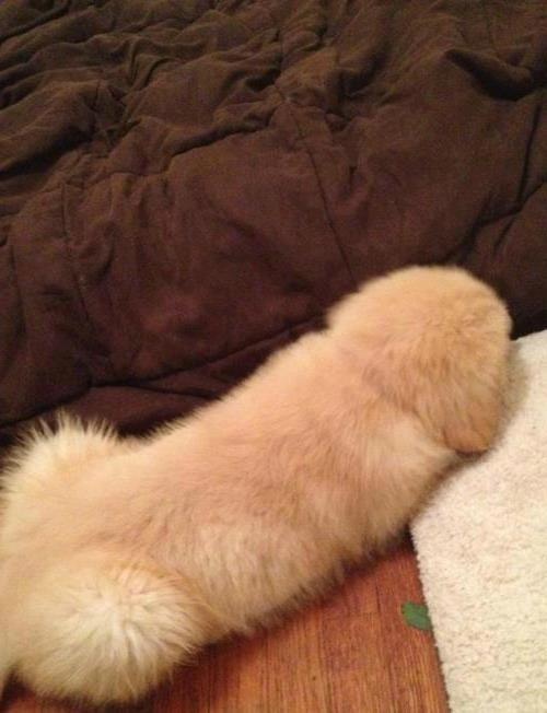 Penis-dog.jpg