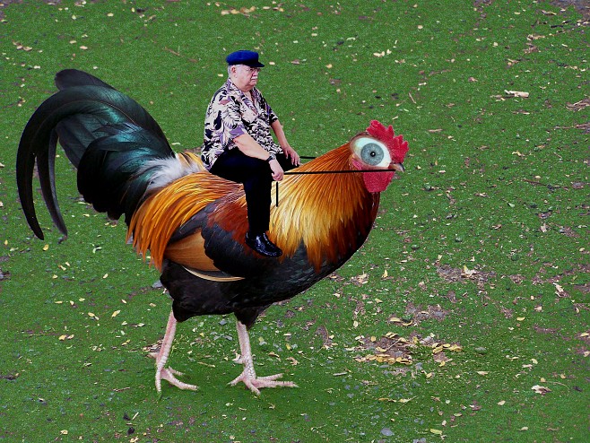 rooster.jpg