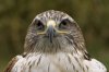 ferruginous_hawk_01tk.jpg