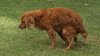 stock-footage-dog-making-a-poop-hd-p-setter-and-cocker-mix-dog-making-a-poop-on-grass-use-for-so.jpg