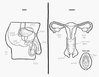 adults-asked-label-reproductive-system-9.jpg