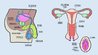 adults-asked-label-reproductive-system-0.jpg