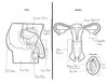 adults-asked-label-reproductive-system-1.jpg