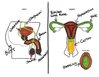 adults-asked-label-reproductive-system-2.jpg