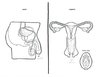 adults-asked-label-reproductive-system-4.jpg