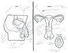 adults-asked-label-reproductive-system-3.jpg