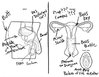 adults-asked-label-reproductive-system-5.jpg