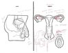 adults-asked-label-reproductive-system-6.jpg