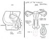 adults-asked-label-reproductive-system-7.jpg