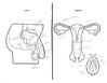 adults-asked-label-reproductive-system-16.jpg