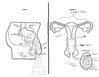 adults-asked-label-reproductive-system-13.jpg