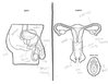 adults-asked-label-reproductive-system-14.jpg