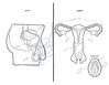 adults-asked-label-reproductive-system-17.jpg