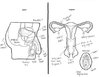 adults-asked-label-reproductive-system-15.jpg