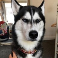 Firehusky47