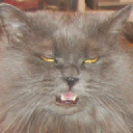 GirthyDoinks