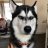 Firehusky47