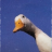 garyz4956